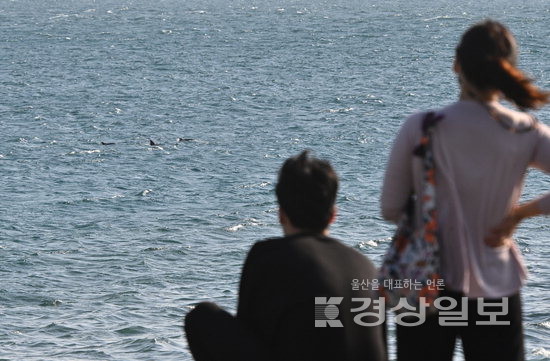 ▲ 제주 서귀포시 대정읍 영락리 해안도로에서 관광객들이 남방큰돌고래(붉은 선) 유영을 관찰하고 있다. 김동수기자