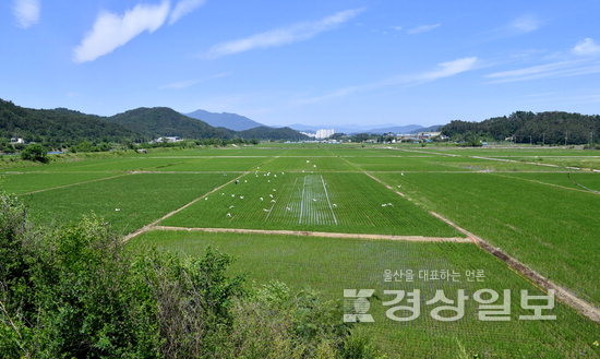 ▲ 8000억원이 넘는 막대한 예산이 투입되는 울산 울주군 삼평지구 스마트팜 예정 부지 전경. 김경우기자 woo@ksilbo.co.kr