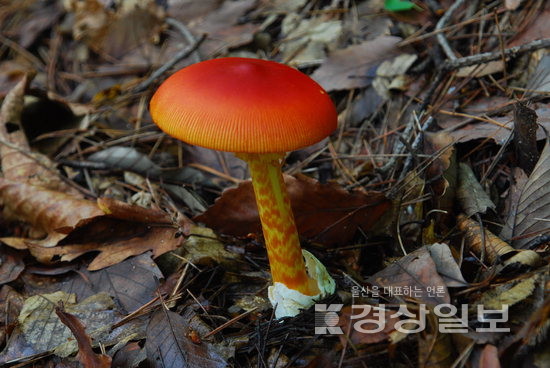 ▲ 석남사 인근에서 발견한 달걀버섯.