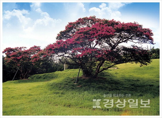 ▲ 부산 양정동 배롱나무
