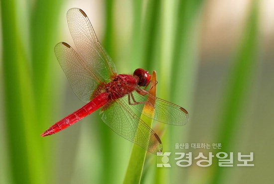 ▲ 고추잠자리