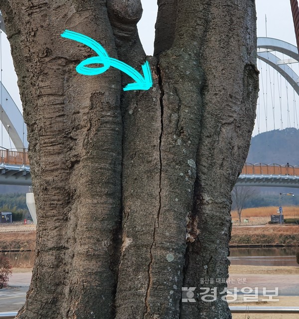 처용 팽난무의 둥치가 속살까지 찢어지고 있다.