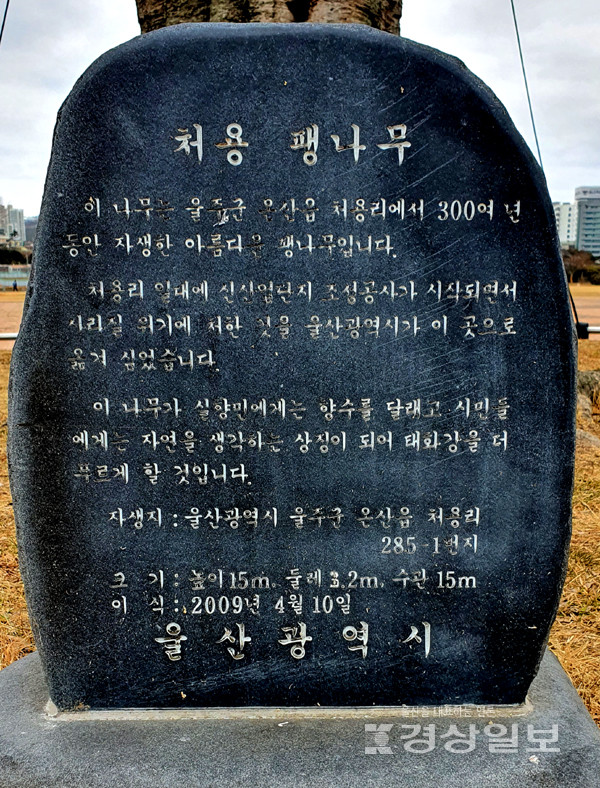 울산시가 처용 팽나무를 옮겨 심으면서 세운 표지석 