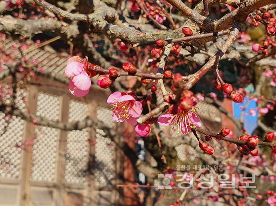 ▲ 통도사 홍매