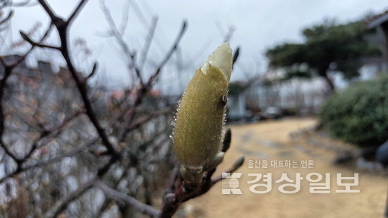 ▲ 비 맞은 목련봉오리.
