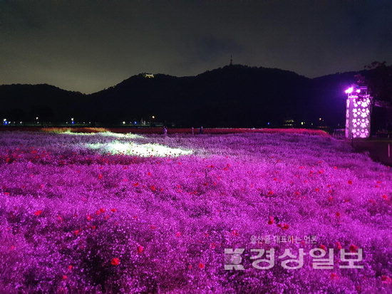 ▲ LED 조명과 어우러져 환상적인 풍경을 선사하는 태화강국가정원.
