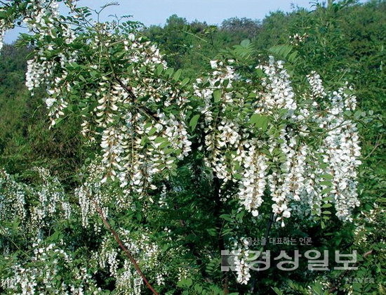 ▲ 아까시나무