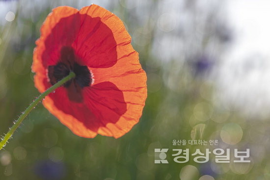 ▲ 사진작가 도재수 작품.
