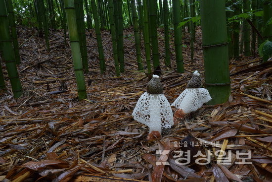 ▲ 태화강 십리대숲의 망태버섯.
