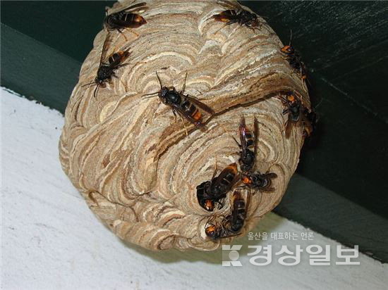 ▲ 말벌집
