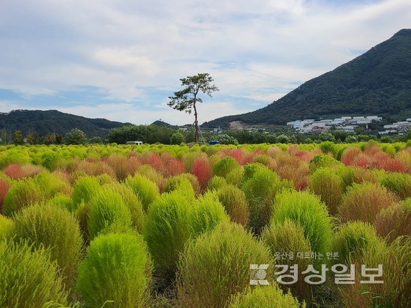 양산 도심지 곳곳이 댑싸리 물결이 선보이고 있다.