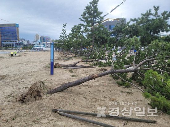 ▲ 지난 6일 제11호 태풍 힌남노의 영향으로 일산해수욕장 해안방재림이 쓰러져 있다.