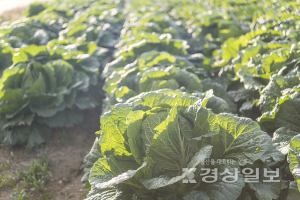 자료사진
