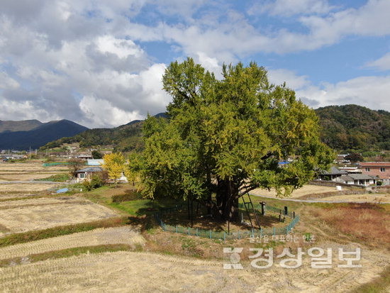 ▲ 지난 10월30일 필자가 찍은 두서은행나무.