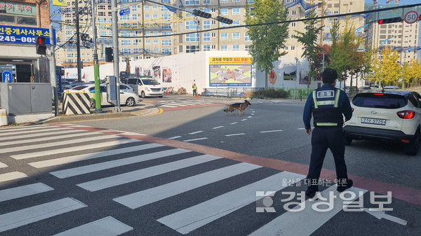 울산 중구 성남동 일대에서 목줄없는 대형견 2마리가 돌아다닌다는 신고가 접수돼 경찰과 소방이 약 20분간 추격전을 벌인 끝에 포획됐다.