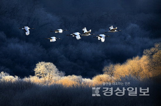 ▲ 유광섭 작가의 ‘철원 DMZ 단정학’