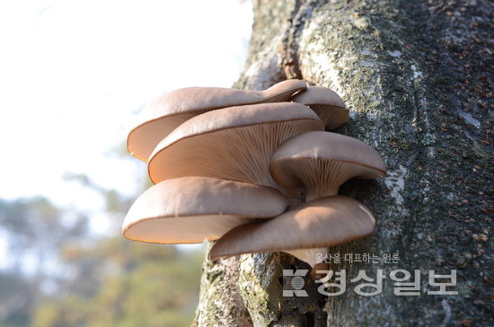 ▲ 문수구장 가로수에 돋은 느타리.