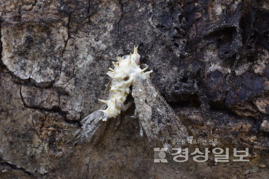 ▲ 울산 신흥사계곡에서 발견한 나방이동충하초.