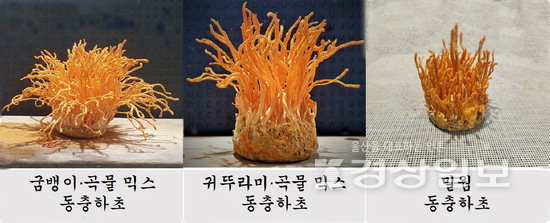 ▲ 재배 동충하초. / 이경훈 제공