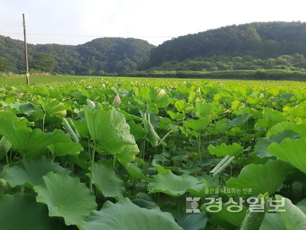 무성하게 연잎이 자라고 있는 반구대의 반구 안마을 전경.