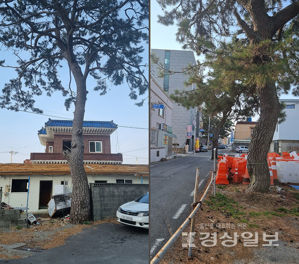 울산 울주군 서생면 진하리 진하해수욕장 인근 주택가에 진행중인 도시계획도로 공사와 관련 공사구간에 포함된 곰솔의 보존 및 이식을 놓고 논란이 일고 있다. 주민들이 이식을 요구하는 곰솔 모습.