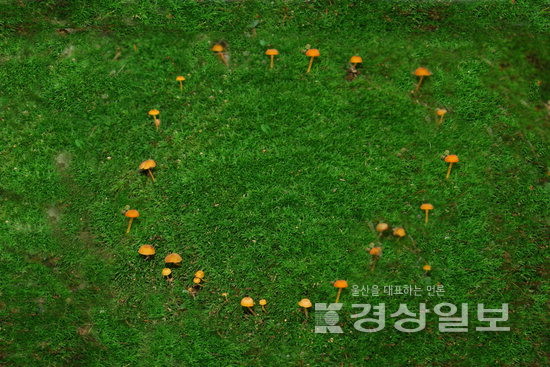 ▲ 잔디 위의 패랭이버섯 균륜.
