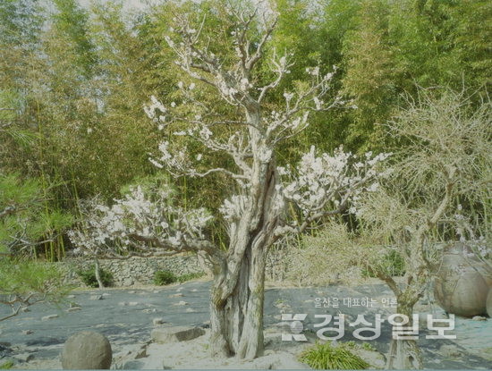 ▲ 사일 매화나무.