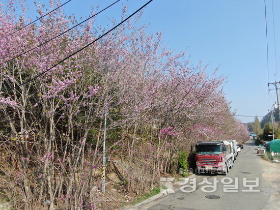 ▲ 울주군 범서 천상 박태기나무 군락.