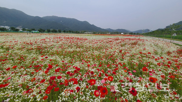 양산 황산공원에 꽃의 향연이 펼쳐져 장관을 이루고 있다.