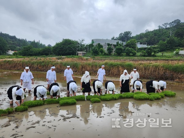 울산농요보존회는 지난 28일 울산 울주군 상북면 지내리에서 지역 주민 명동마을공동체와 함께 전통 손 모내기 체험인 ‘2023 울산 농요 재현’ 행사를 개최했다.