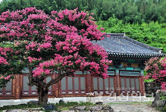 ▲ 표충사 배롱나무.