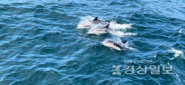 13일 오후 3시30분께 장생포 남동쪽 18.7km 부근에서 먹이를 찾기 위해 수면으로 모습을 드러낸 참돌고래떼가 유영 중이다.