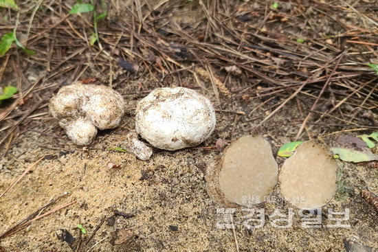 ▲ 태안 해안가 사구에서 발견되는 감자덩이버섯. 일명 헝가리트러플이라 불린다.