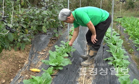 ▲ 농부 정월모씨가 밭에서 작물을 살펴보고 있다.