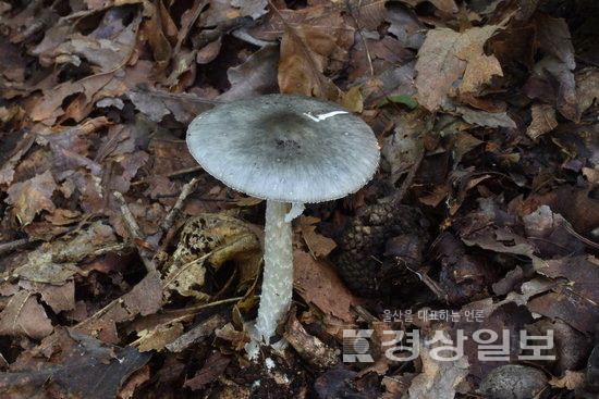 ▲ 정족산의 회청색광대버섯.