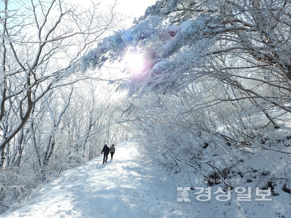 22일 새벽 북극한파와 함께 울산 울주군 가지산 등 영남알프스에 함박눈이 내리면서  7부능선 위로 눈꽃이 장관을 이루고 있다.  김동수기자 dskim@ksilbo.co.kr