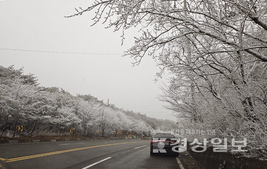 ▲ 22일 강원도를 경북 동해안 지역에 많은 눈이 내린 가운데 울산에서 마우나오션 고갯길에도 눈이 내려 설국으로 변해 있다.  독자 홍성부씨 제공