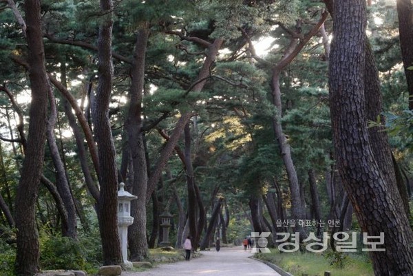 통도사 무풍한송로. 양산시