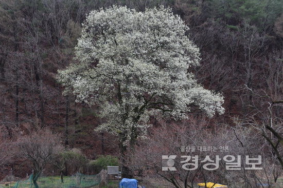 ▲ 울산 무거동 정골 돌배나무(수령250년) 꽃