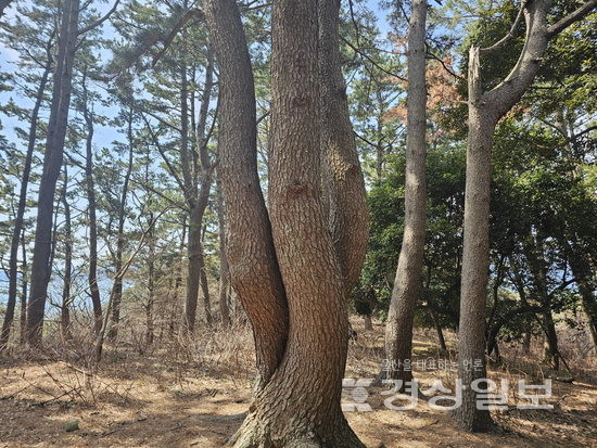 ▲ 구실잣밤나무 군락지