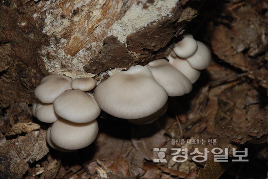 ▲ 울산 태화동 뒷산에서 찍은 느타리버섯.