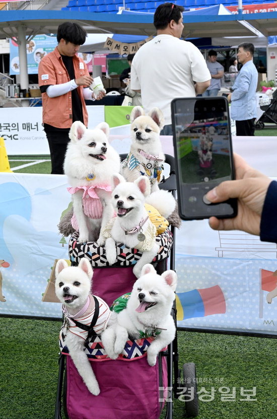 ▲ 2일 울산 문수국제양궁장에서 열린 2024 울산남구 반려동물축제 ‘어서오시개 행복남구 펫스티벌’에서 참가자들이 애견들과 휴일을 보내고 있다. 김경우기자 woo@ksilbo.co.kr