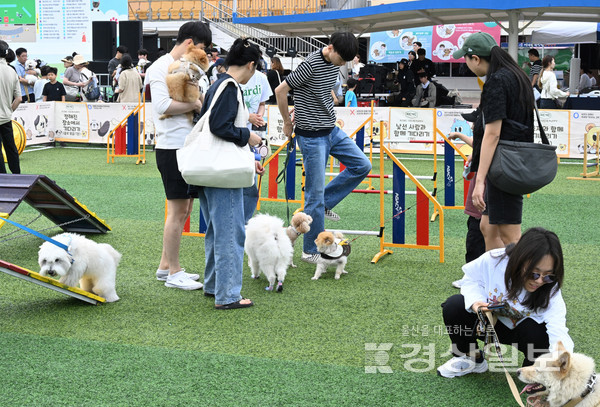 2일 울산 문수국제양궁장에서 열린 2024 울산남구 반려동물축제 ‘어서오시개 행복남구 펫스티벌’에서 참가자들이 애견들과 휴일을 보내고 있다. 김경우기자 woo@ksilbo.co.kr
