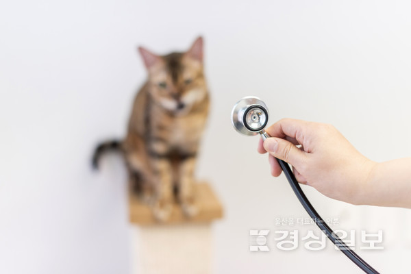 자료사진 / 아이클릭아트