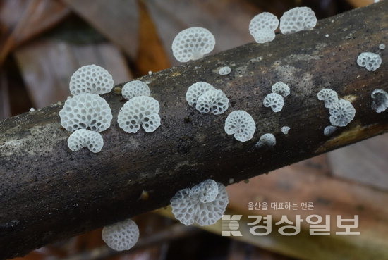 ▲ 신우대에 돋은 아름다운 구멍빗장버섯.