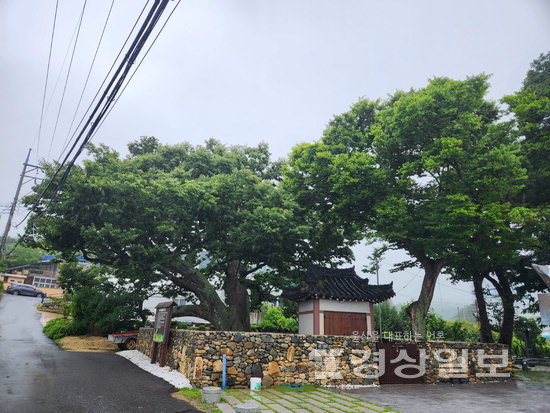 ▲ 울산 북구 강동동 당사마을의 느티나무.