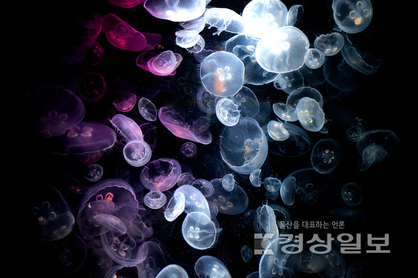 해파리 자료사진 / 아이클릭아트