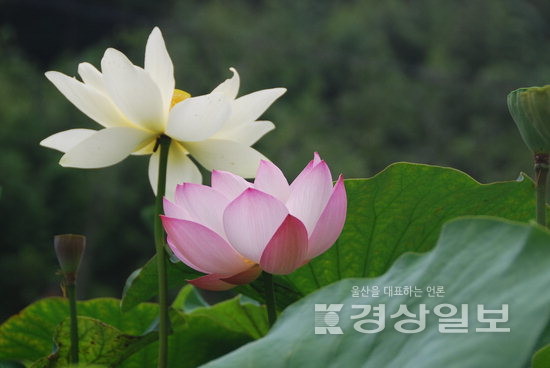 ▲ 홍련과 백련.