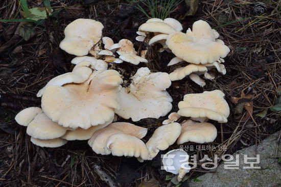 ▲ 영축산 골짜기에 핀 다발방패버섯.