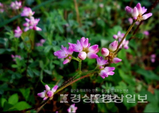 ▲ 며느리밑씻개. 마디풀과의 한해살이로 덩굴성이다. 사각으로 모가 진 줄기를 따라 예리한 갈고리형 가시가 거꾸로 나 있다.